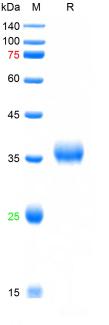Recombinant SARS-Cov-2 Spike RBD protein (L452Q, F490S), His (HEK293)
