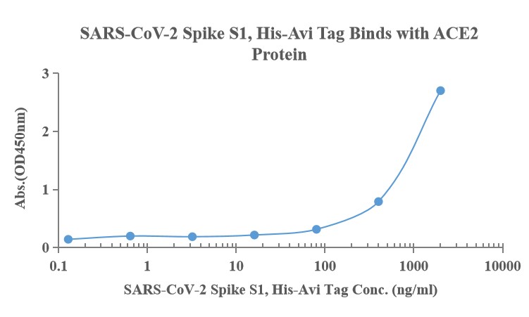 Recombinant SARS-Cov-2 Spike S1 protein, His & Avi (HEK293)