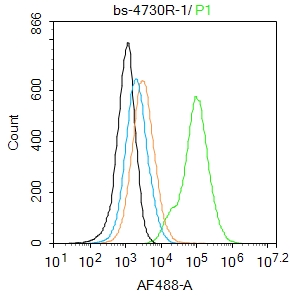 NADPH氧化酶4抗体-bs-4730R