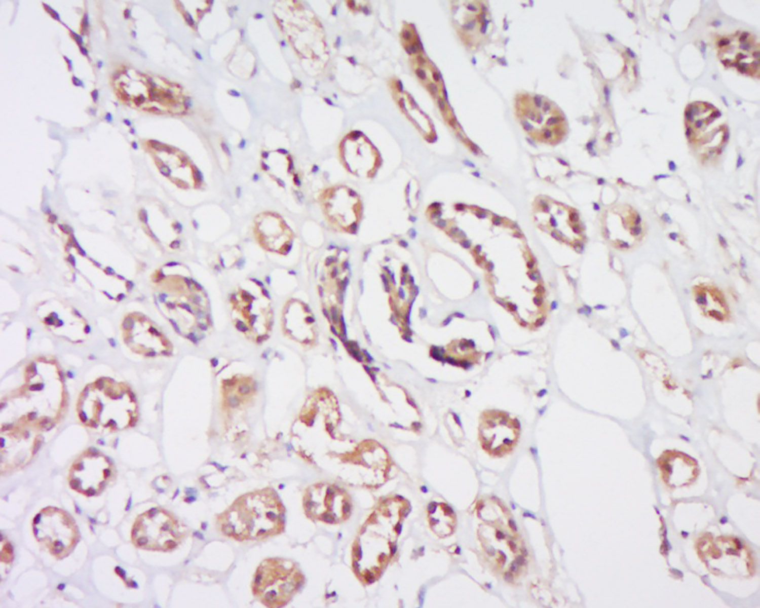 紧密连接蛋白2抗体-bs-4844R