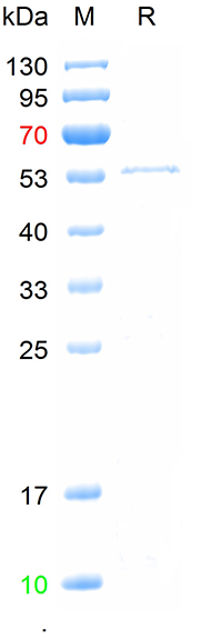 重组犬细小病毒VP2蛋白