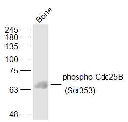 phospho-Cdc25B (Ser353) Rabbit pAb (一抗) | Bioss