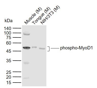 phospho-MyoD1 (Ser200) Rabbit pAb (一抗) | Bioss