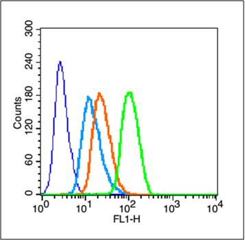phospho-14-3-3 epsilon (Thr232) Rabbit pAb (一抗) | Bioss