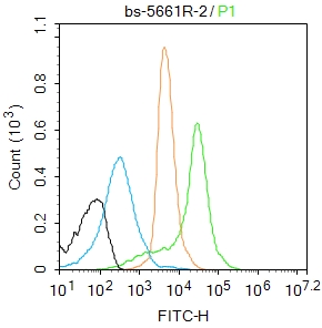 磷酸化细胞核因子抗体-bs-5661R