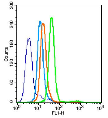 磷酸化细胞核因子抗体-bs-5662R