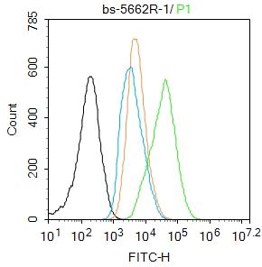 磷酸化细胞核因子抗体-bs-5662R