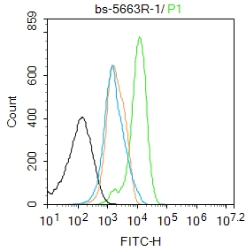 磷酸化细胞核因子抗体-bs-5663R