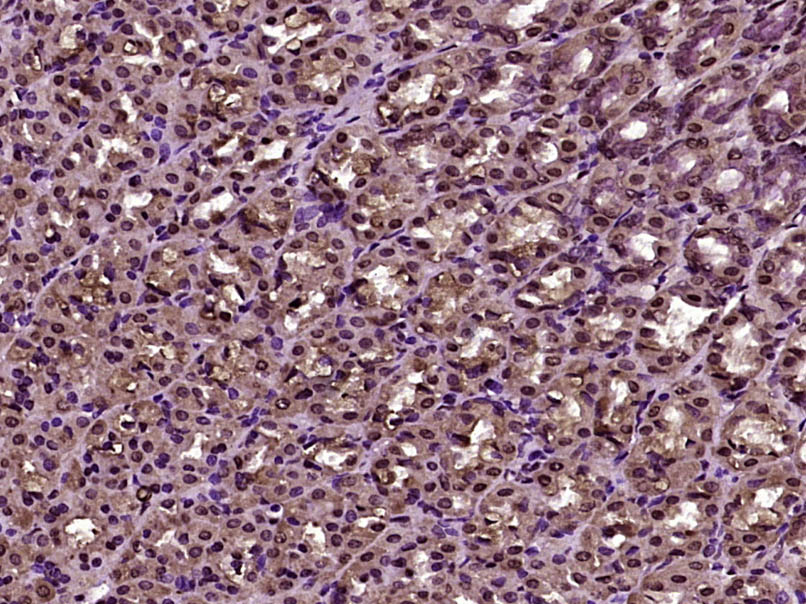 MBD1 Rabbit pAb (一抗) | Bioss