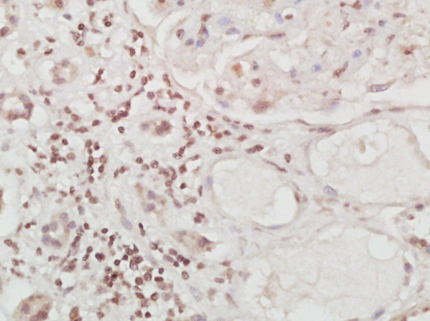 c-Maf Rabbit pAb (一抗) | Bioss