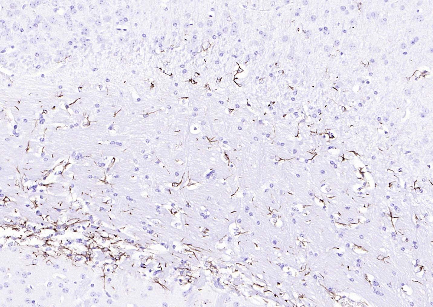 HRP标记的F(ab)2片段羊抗兔IgG H&L