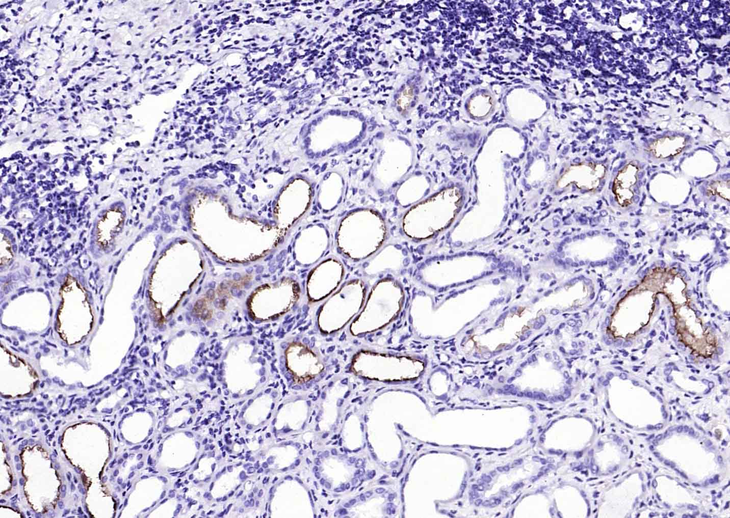 HRP标记的F(ab)2片段羊抗兔IgG H&L