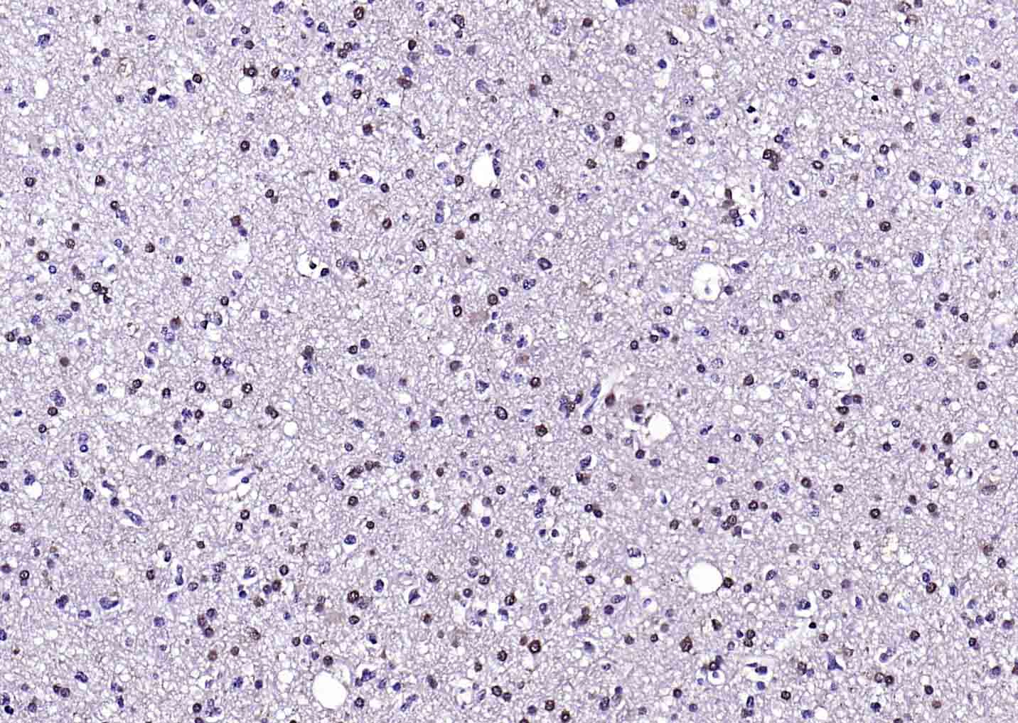 生物素标记的(ab)2片段羊抗小鼠IgG H&L