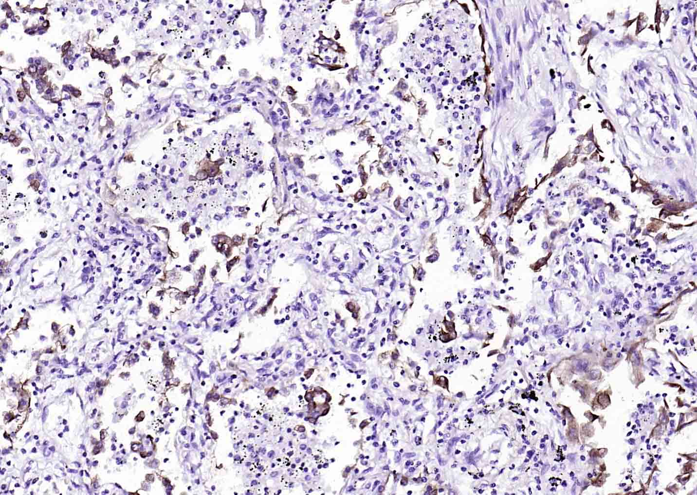生物素标记的(ab)2片段羊抗小鼠IgG H&L