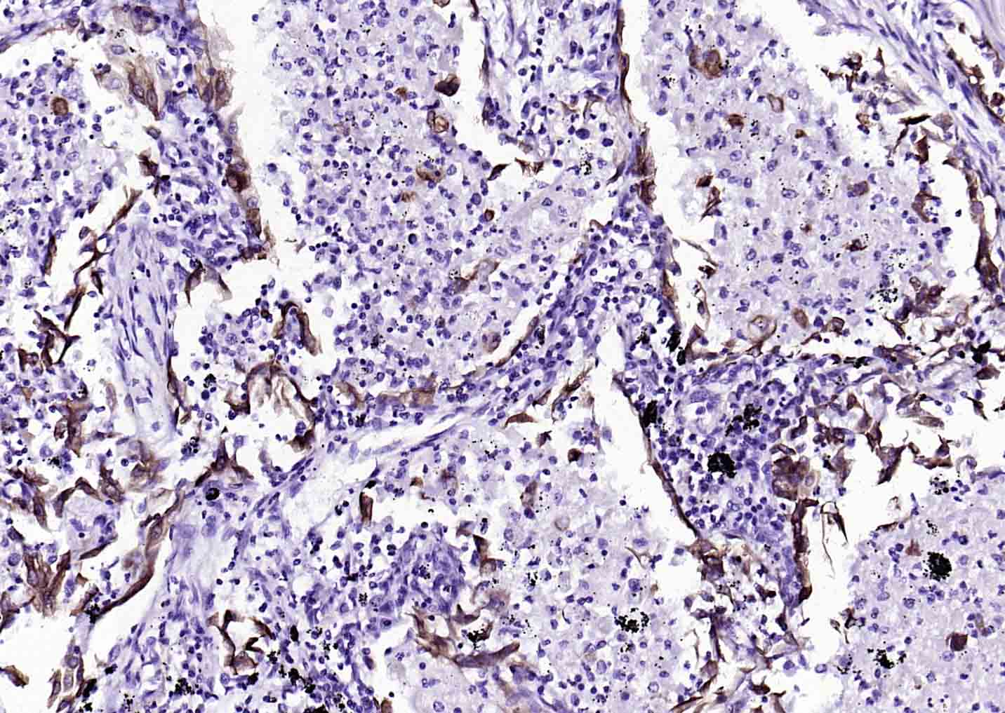 生物素标记的(ab)2片段羊抗小鼠IgG H&L