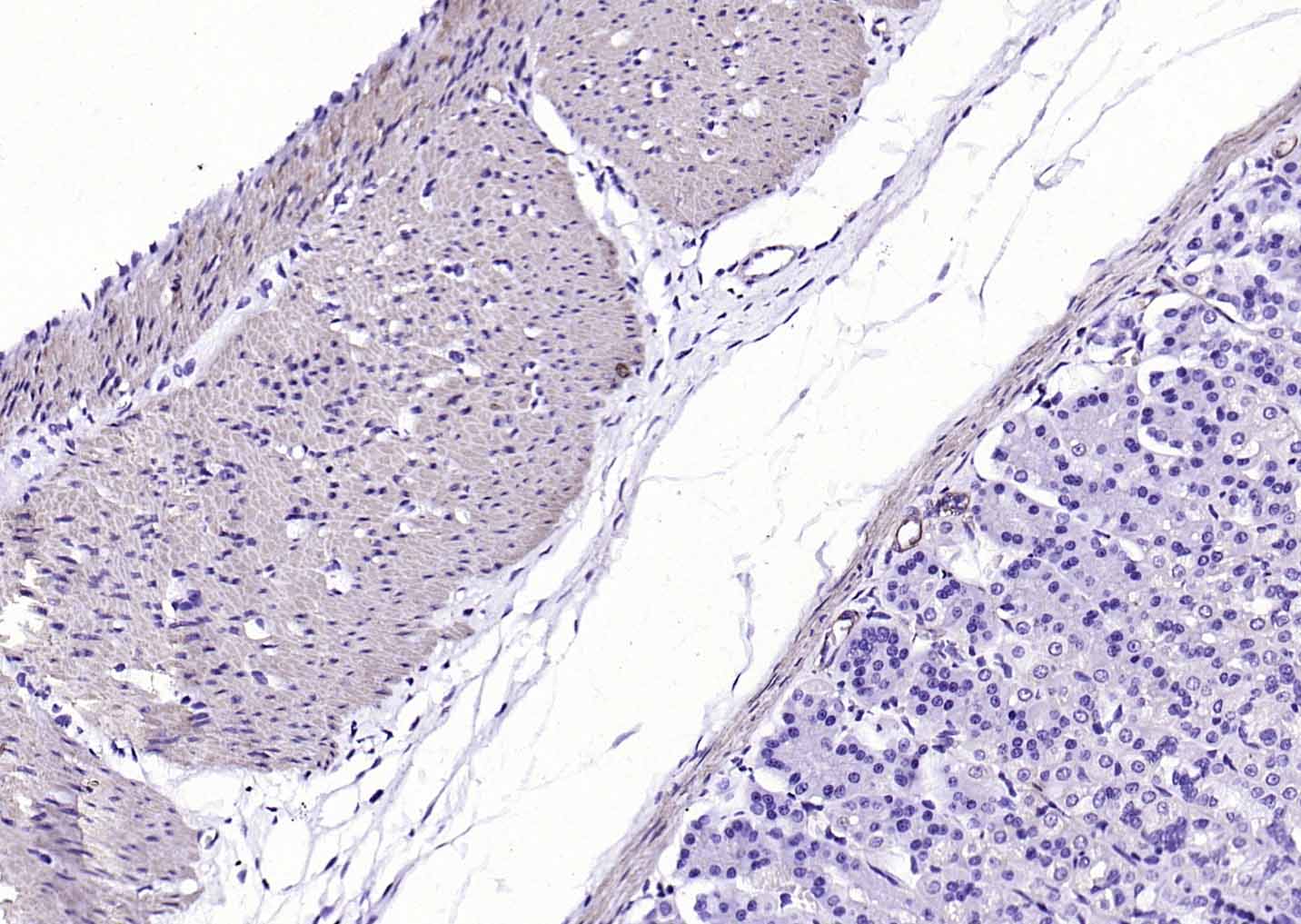 生物素标记的(ab)2片段羊抗小鼠IgG H&L