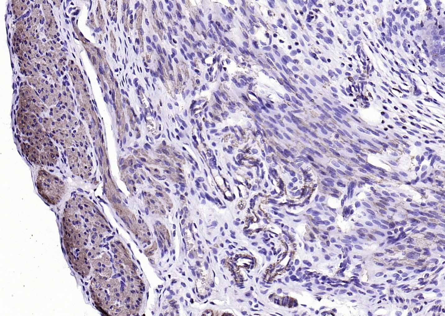 生物素标记的(ab)2片段羊抗小鼠IgG H&L