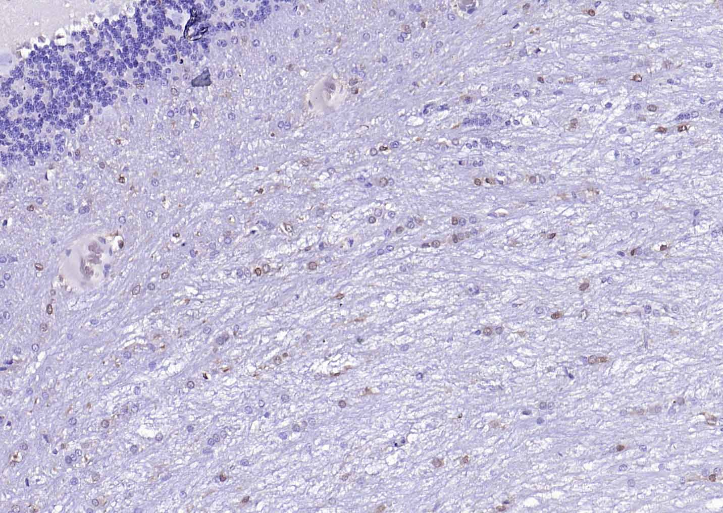 HRP标记的F(ab)2片段羊抗小鼠IgG H&L