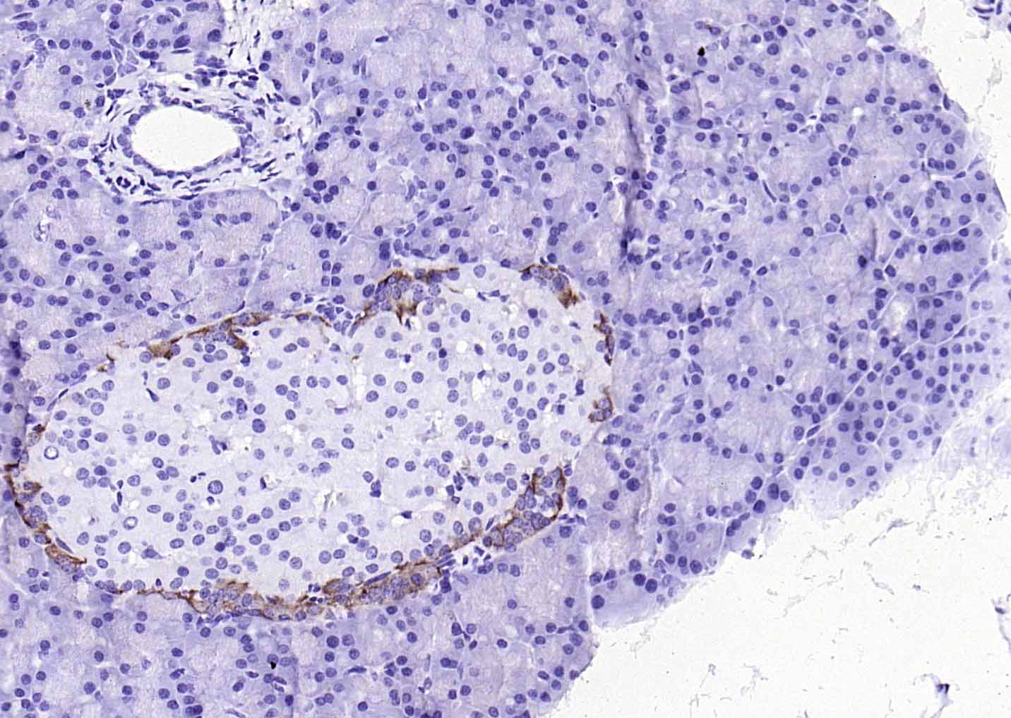 HRP标记的F(ab)2片段羊抗小鼠IgG H&L