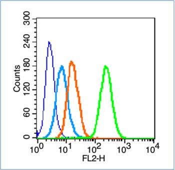 14-3-3 protein ζ/δ抗体-bs-6790R