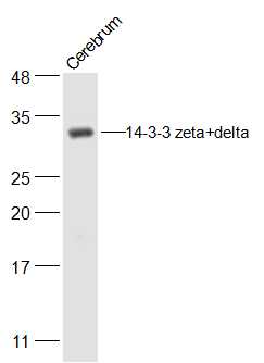 14-3-3 zeta+delta Rabbit pAb (一抗) | Bioss