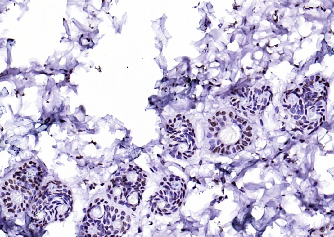 细胞死亡活化蛋白抗体-bs-6796R