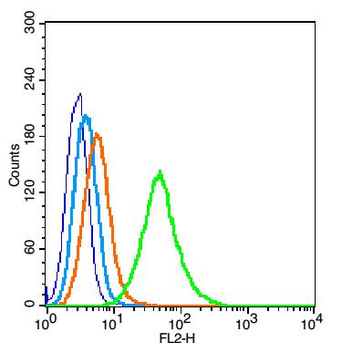 蛋白激酶AKT1,2,3抗体-bs-6951R