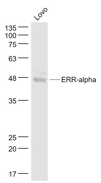 雌激素受体相关蛋白α抗体-bs-6998R