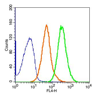 黑色素瘤优先表达抗原抗体-bs-7004R