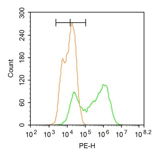 Sumo2+3 Rabbit pAb (一抗) | Bioss