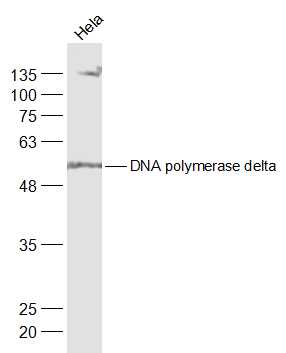 DNA polymerase delta Rabbit pAb (一抗) | Bioss