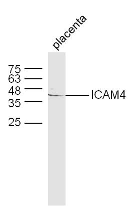 细胞间粘附分子4抗体-bs-7637R
