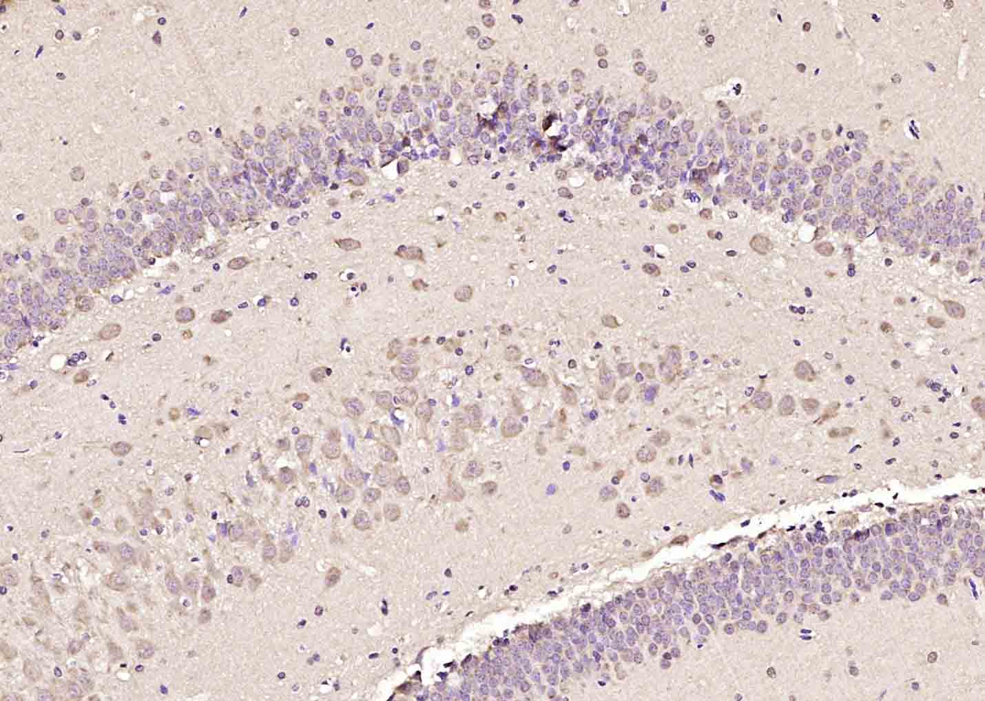 染色体结构维持蛋白2抗体-bs-7727R