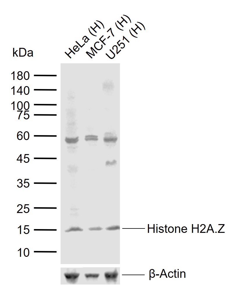 Histone H2A.Z Rabbit pAb (一抗) - WB | Bioss