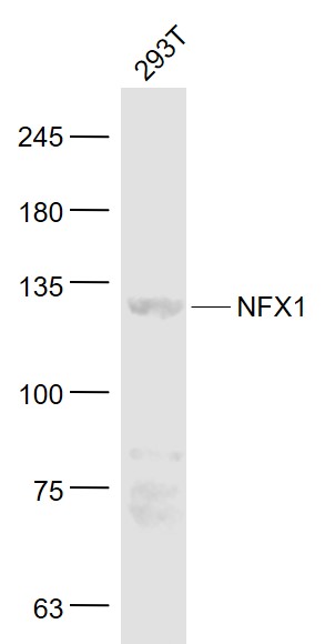 NFX1 Rabbit pAb (一抗) | Bioss