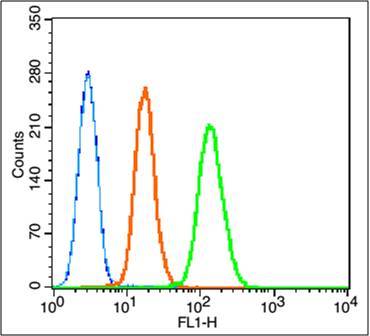 半胱胺酸蛋白酶蛋白9-p10抗体-bs-8502R