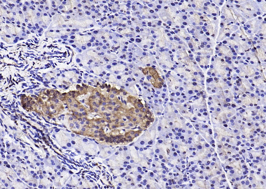 半胱胺酸蛋白酶蛋白9-p10抗体-bs-8502R