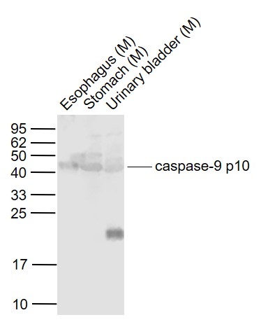 半胱胺酸蛋白酶蛋白9-p10抗体-bs-8502R