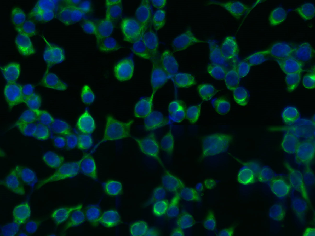 波形蛋白抗体-bs-8533R