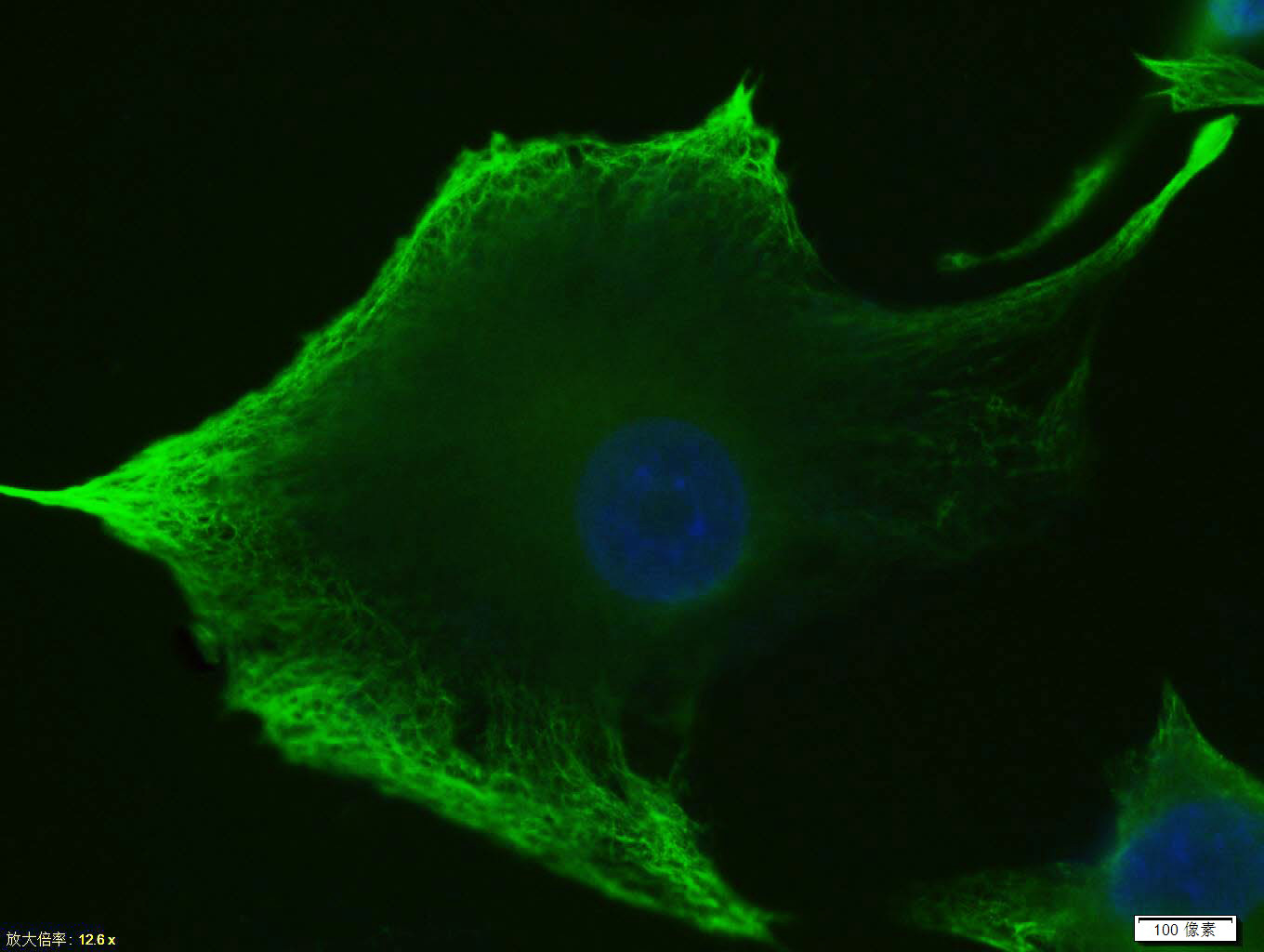 波形蛋白抗体-bs-8533R