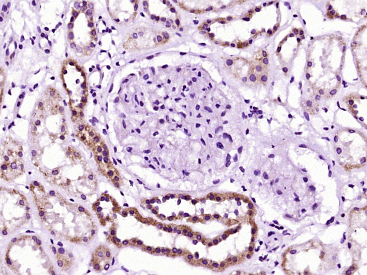 Arg-vasopressin Rabbit pAb (一抗) - IHC-P,IHC-F,IF,ICC/IF,ELISA | Bioss