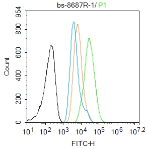 细胞肿瘤抗原P53抗体-bs-8687R