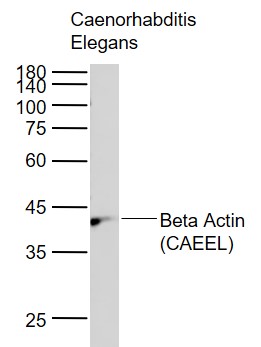 Beta Actin (CAEEL) Rabbit pAb, Loading Control (一抗) | Bioss