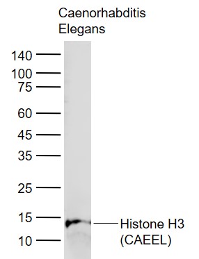 Histone H3 (CAEEL) Rabbit pAb, Loading Control (一抗) | Bioss