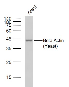 Beta Actin (Yeast) Rabbit pAb, Loading Control (一抗) | Bioss