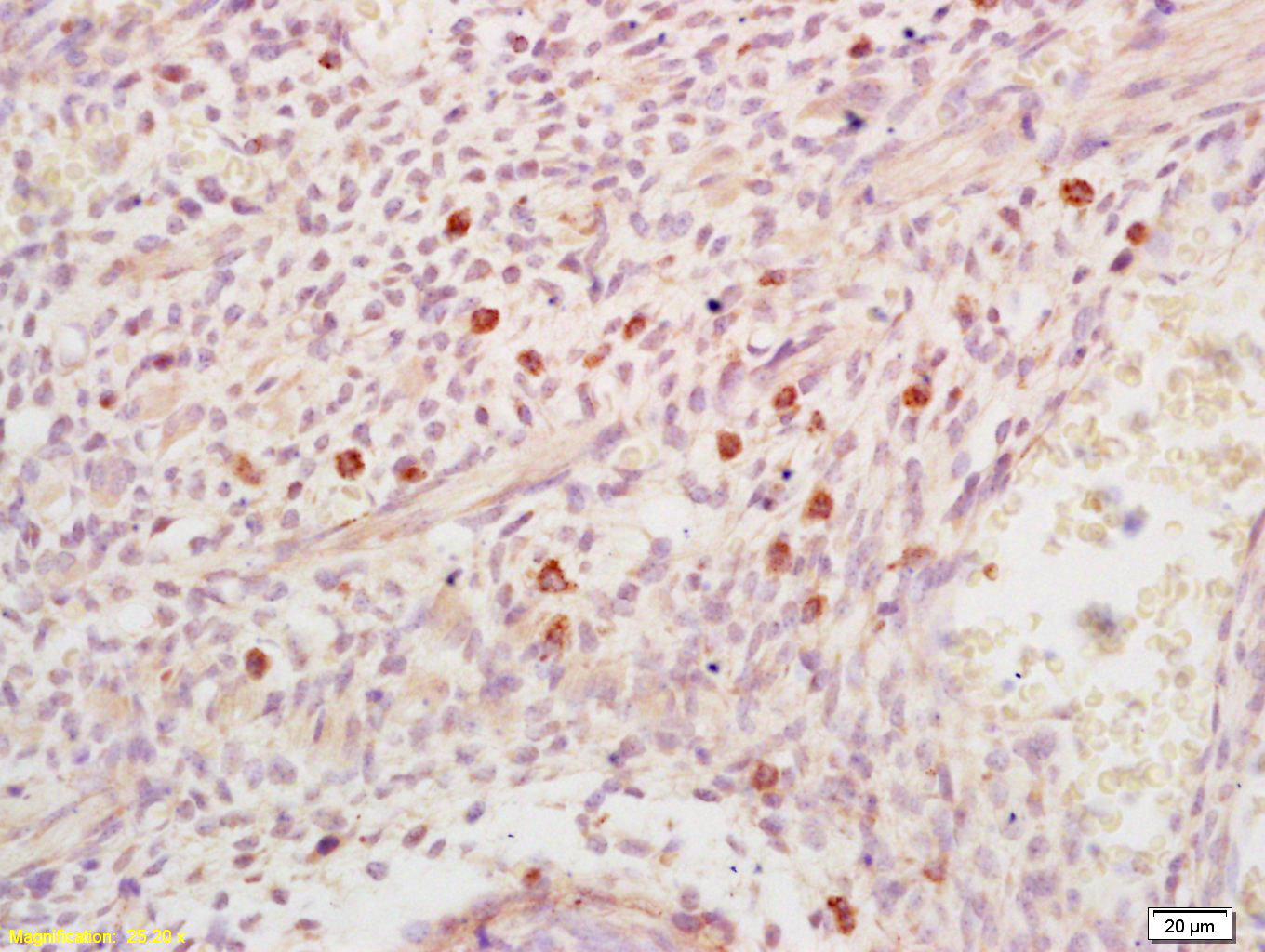 DHFR Rabbit pAb (一抗) | Bioss