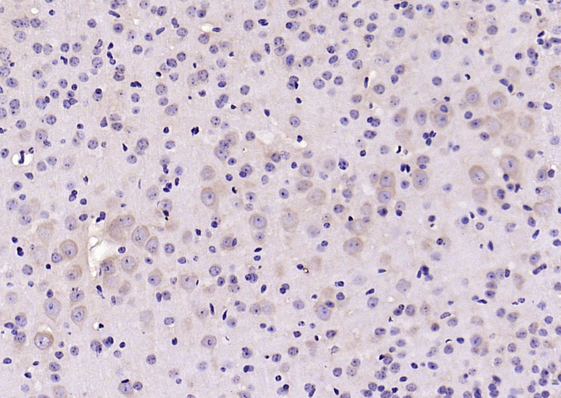 14-3-3 Rabbit pAb (一抗) | Bioss
