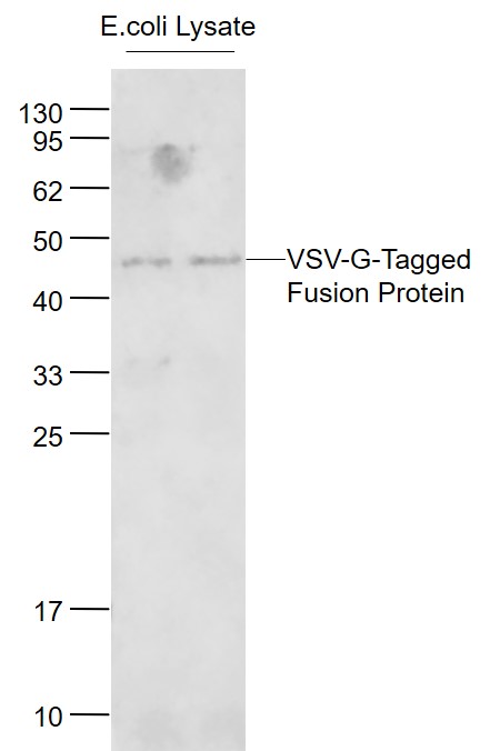 VSV-G tag Mouse mAb (一抗) - WB,IHC-P,IHC-F,IF,Flow-Cyt,ICC/IF,ELISA | Bioss