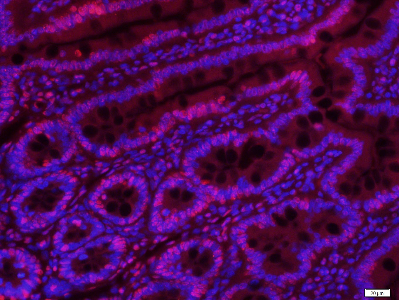 组蛋白H3(核内参)单克隆抗体-bsm-33042M