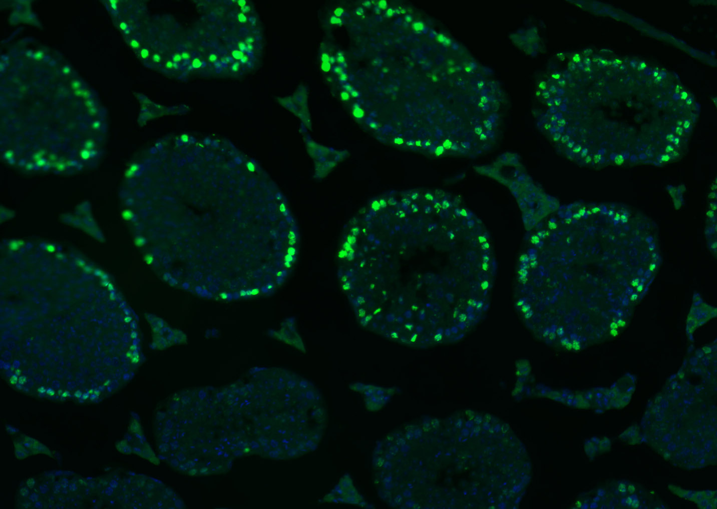 组蛋白H3(核内参)单克隆抗体-bsm-33042M